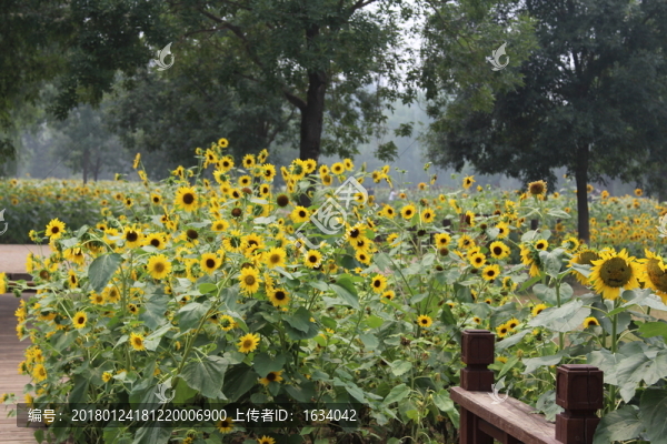 奧林匹克森林公園葵花