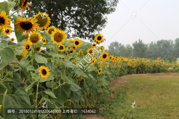奧林匹克森林公園葵花