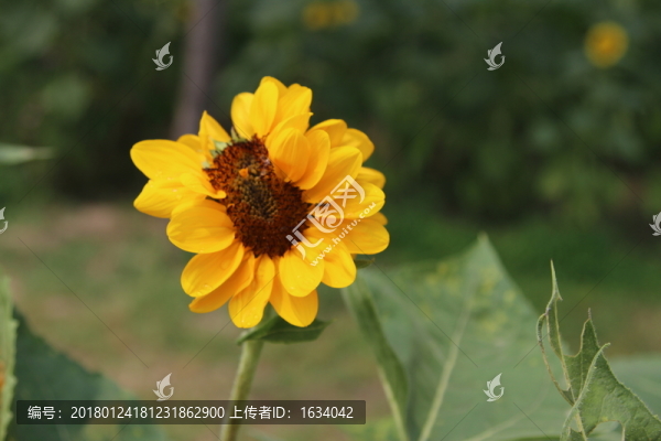 奧林匹克森林公園葵花