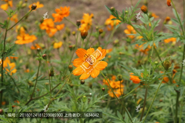 奧林匹克森林公園野花