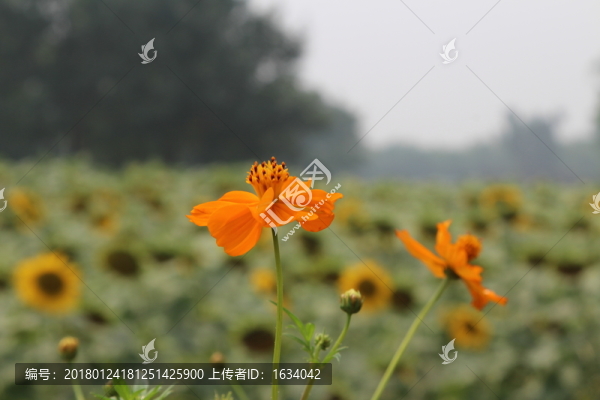 奧林匹克森林公園野花