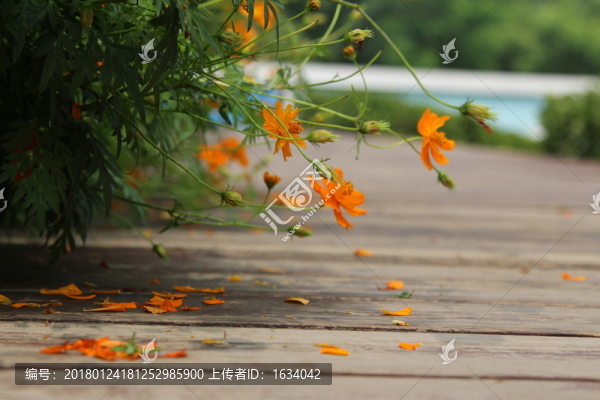 奧林匹克森林公園,野花
