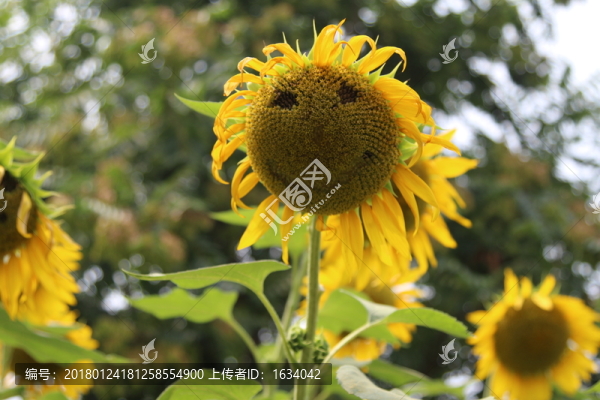奧林匹克森林公園葵花