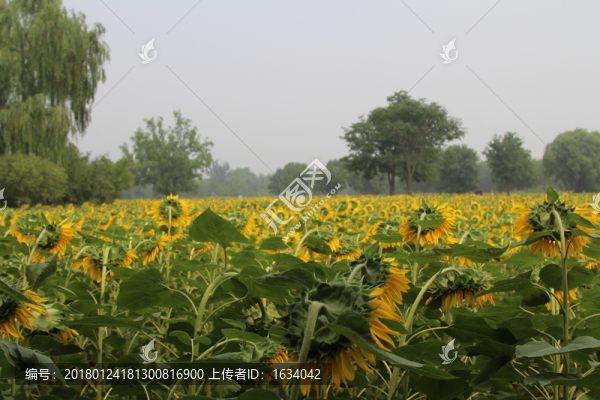 奧林匹克森林公園葵花