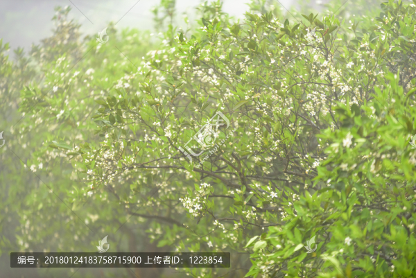 橘子花