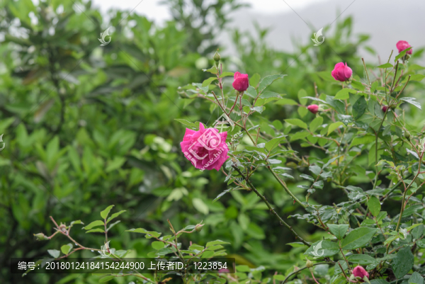 玫瑰花背景