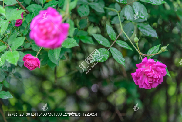 玫瑰花背景