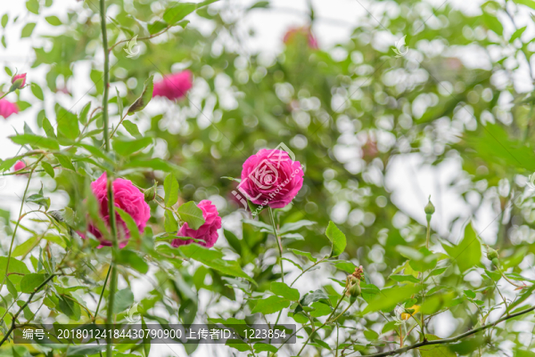 玫瑰花背景