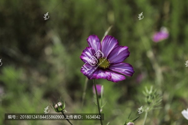 草原天路格桑花