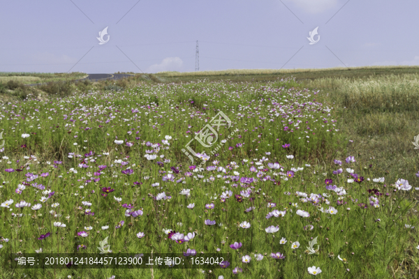 草原天路格桑花