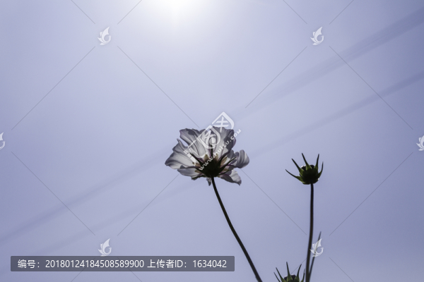 草原天路格桑花