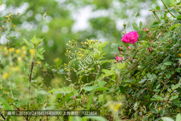 玫瑰花背景