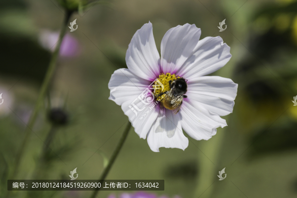 草原天路格?；? title=