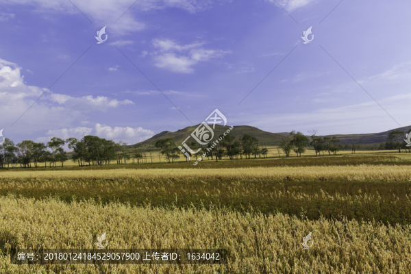 草原天路莜麥田