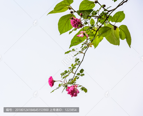 玫瑰花背景