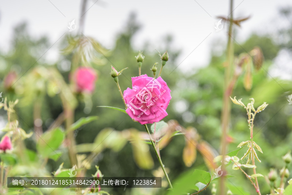 一支玫瑰
