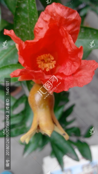 花