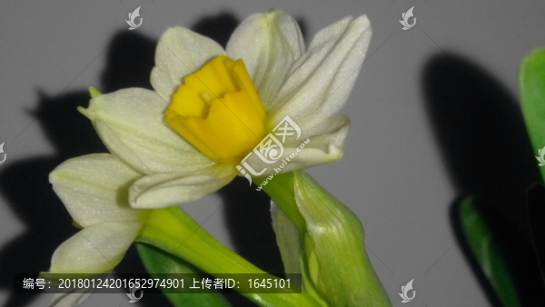水仙花