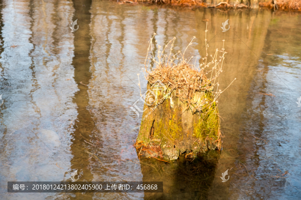 水里的樹樁