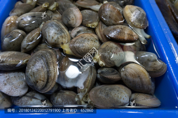 貝殼,海鮮,新鮮的,市場,花螺