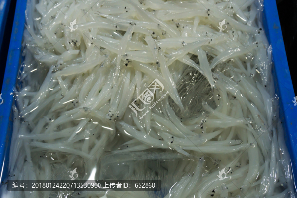 白飯魚