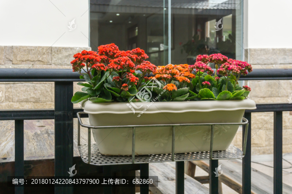 窗臺植物