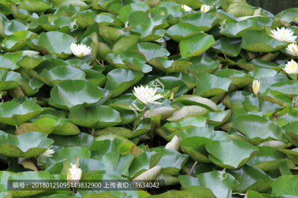 圓明園睡蓮