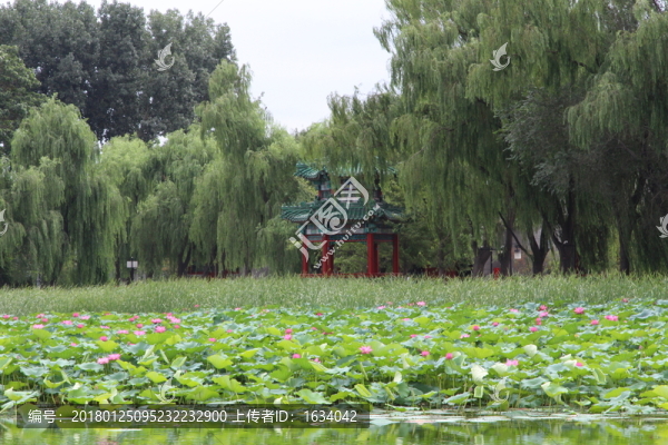 圓明園荷花