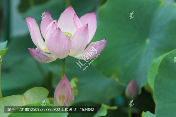 圓明園荷花