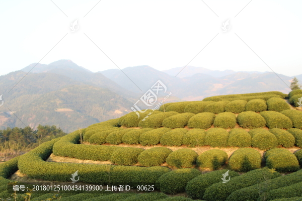 茶園
