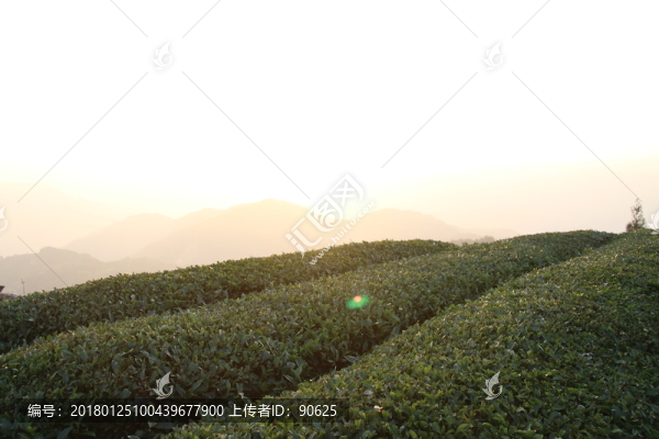 茶園