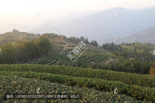 茶園風(fēng)景