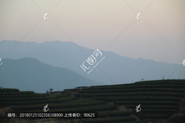 茶園