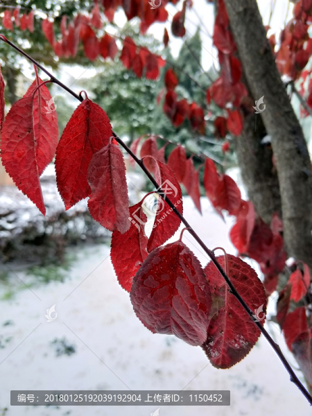 雪中紅葉,（10）