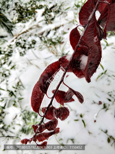 雪中紅葉,（5）