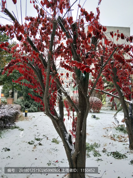 雪中紅葉,（13）