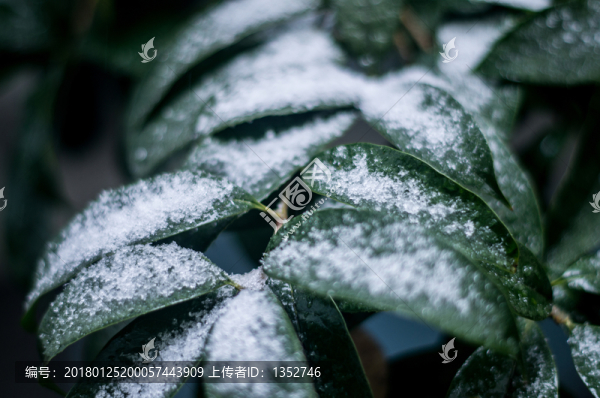 被雪覆蓋的植物