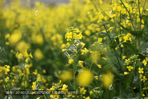油菜花,農(nóng)田