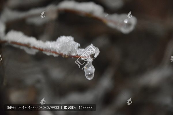 樹枝冰雪世界