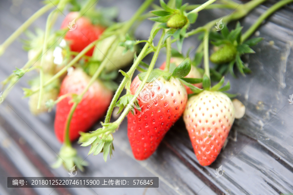草莓