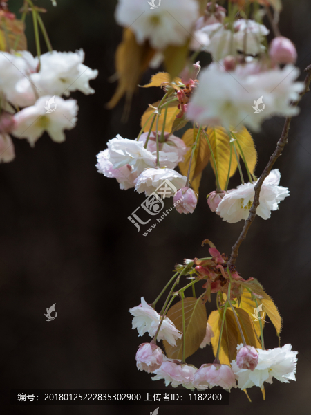 櫻花