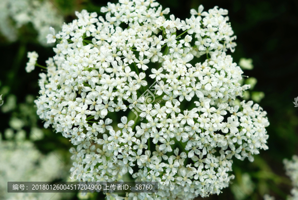 大興安嶺野生植物,白芷