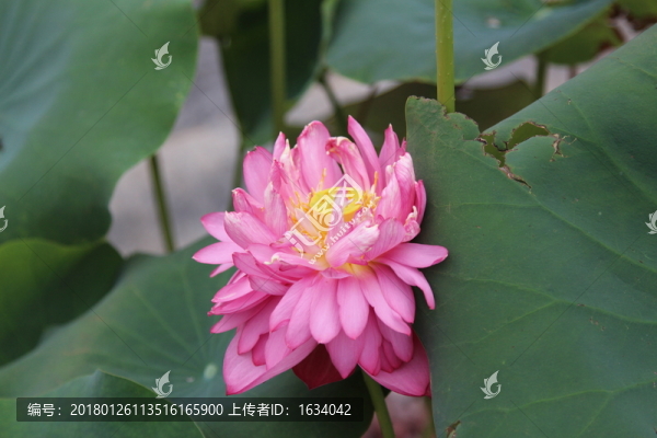 北海公園荷花