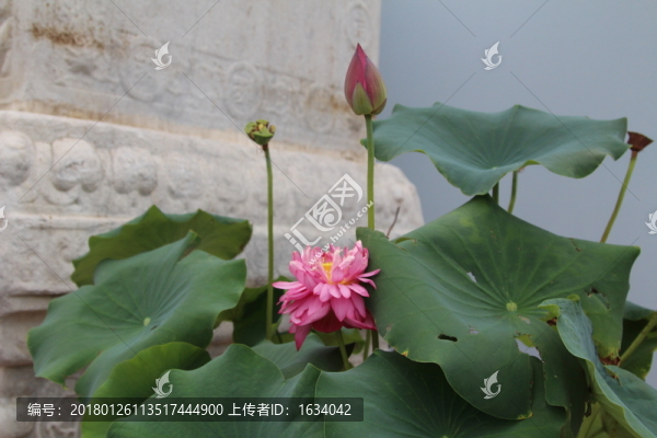北海公園荷花