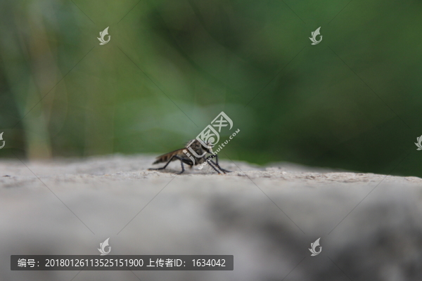 昆蟲特寫