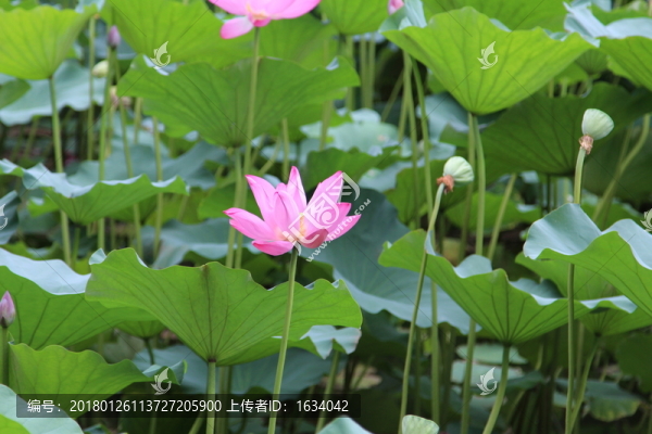 北海公園荷花展
