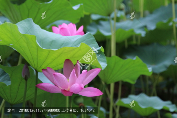北海公園荷花展