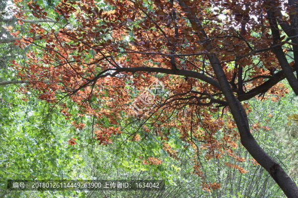 玉淵潭紅葉