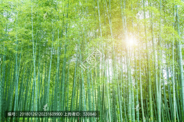 竹子竹林竹葉
