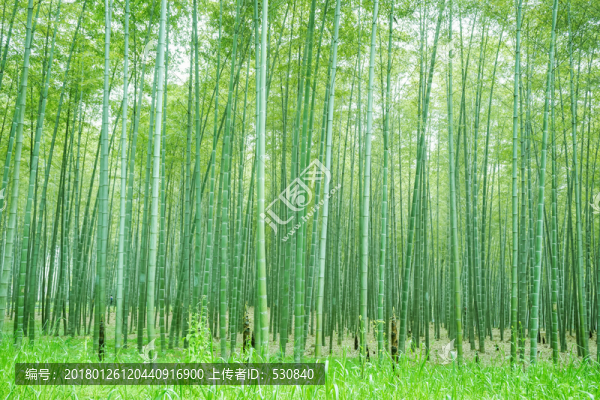 竹子竹林竹葉